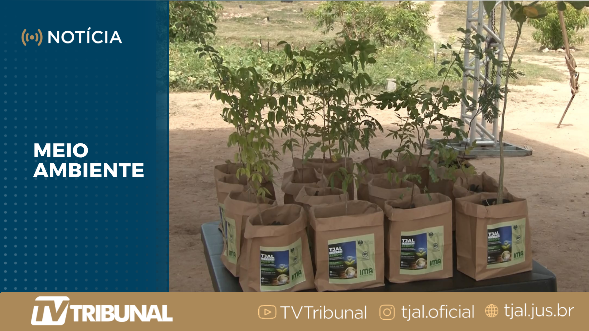 Ação do TJAL em parceria com o IMA garante o plantio de 65 mudas nativas em Delmiro Gouvei